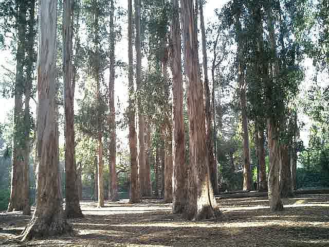 Eucalyptus Grove